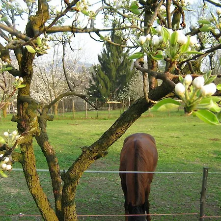 Fattoria Del Pino Bed & Breakfast *